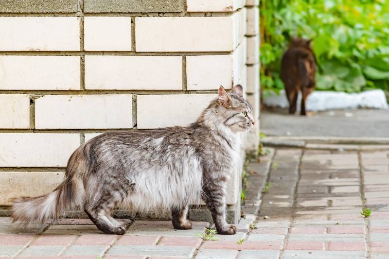 You are currently viewing Почему мой кот пинает стену?  Возможные причины и советы по контролю