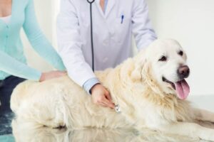 Read more about the article Легочная гипертензия у собак: признаки, причины и уход (ответ ветеринара)