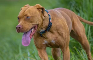 Read more about the article Vizsla Pitbull Mix: руководство по уходу, фотографии, темперамент и многое другое