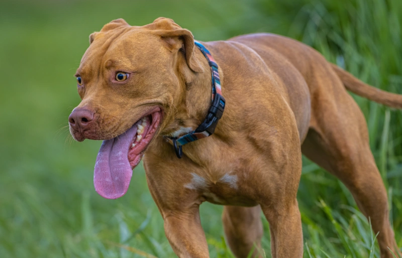 You are currently viewing Vizsla Pitbull Mix: руководство по уходу, фотографии, темперамент и многое другое