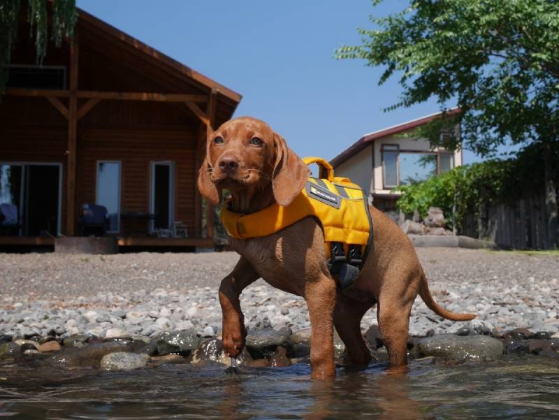 Щенок выжлы стоит в воде в жилете