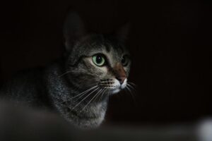 Read more about the article Как моя кошка так хорошо видит ночью?  Одобрено ветеринаром Feline Vision