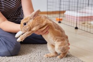 Read more about the article Сколько живет домашний кролик рекс?  Данные и факты о средней продолжительности жизни
