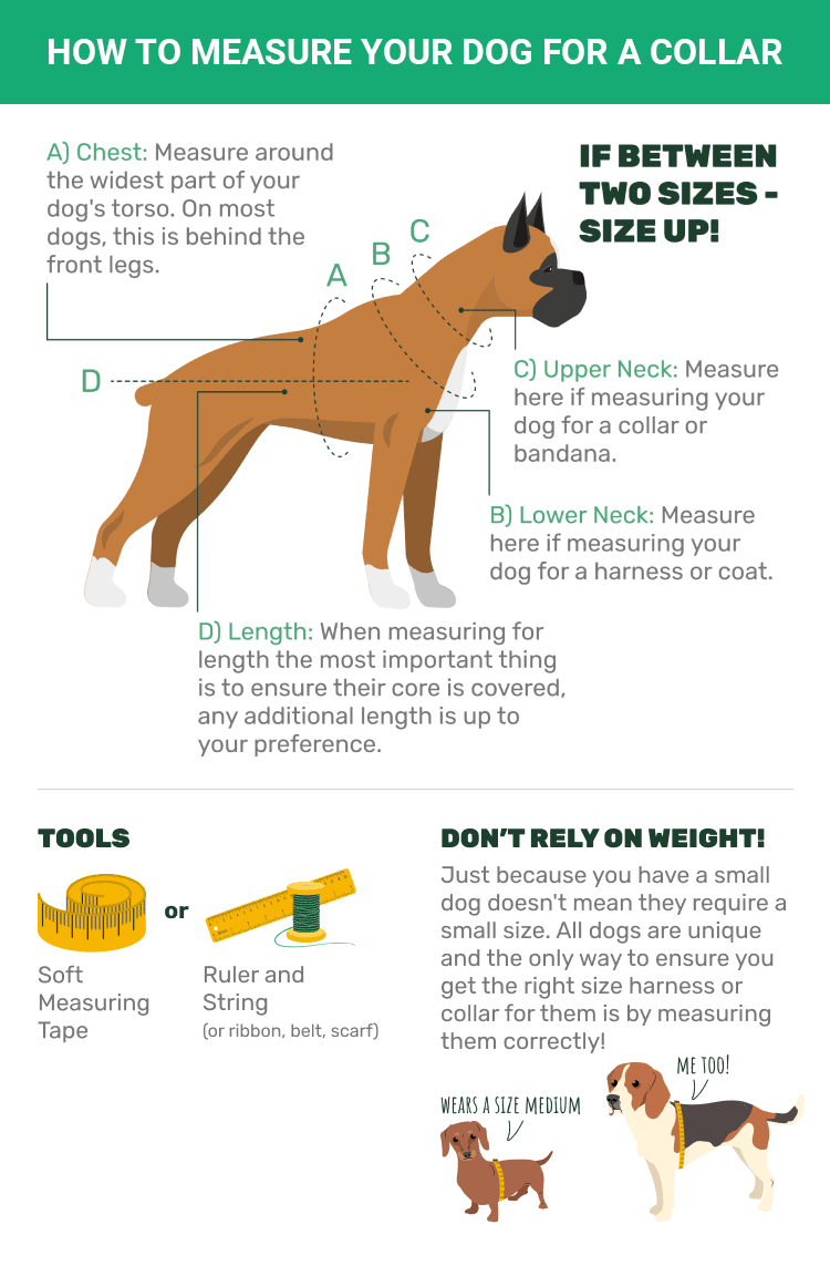 Инфографика «Как измерить собаку для ошейника»