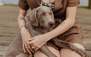 Read more about the article Могут ли собаки влюбиться?  Исследование собачьих связей и эмоций