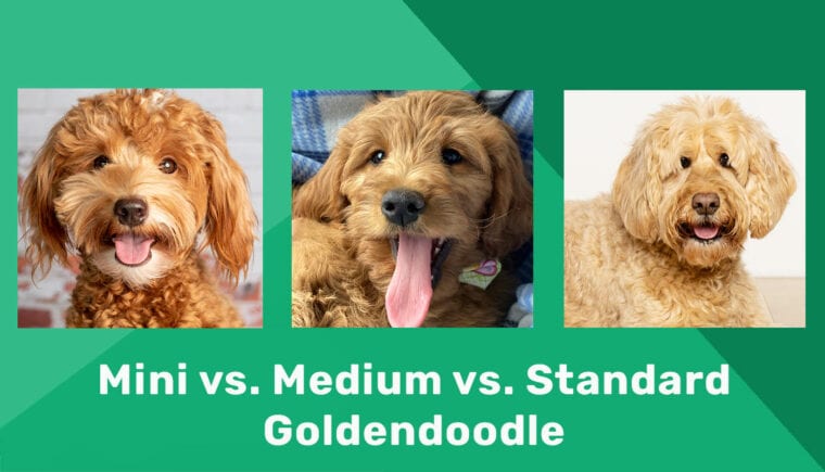 Мини против среднего против стандартного Goldendoodle