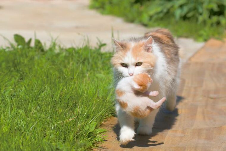 кошка тащит котенка в укромное место