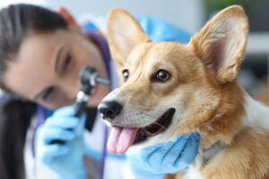 Read more about the article Существуют ли слуховые аппараты для собак?  Факты и часто задаваемые вопросы, проверенные ветеринаром