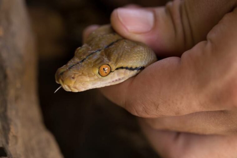 Рука, держащая за руку змею Ball Python