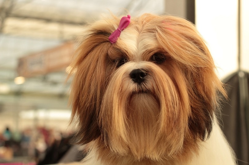 lhasa apso-pixabay