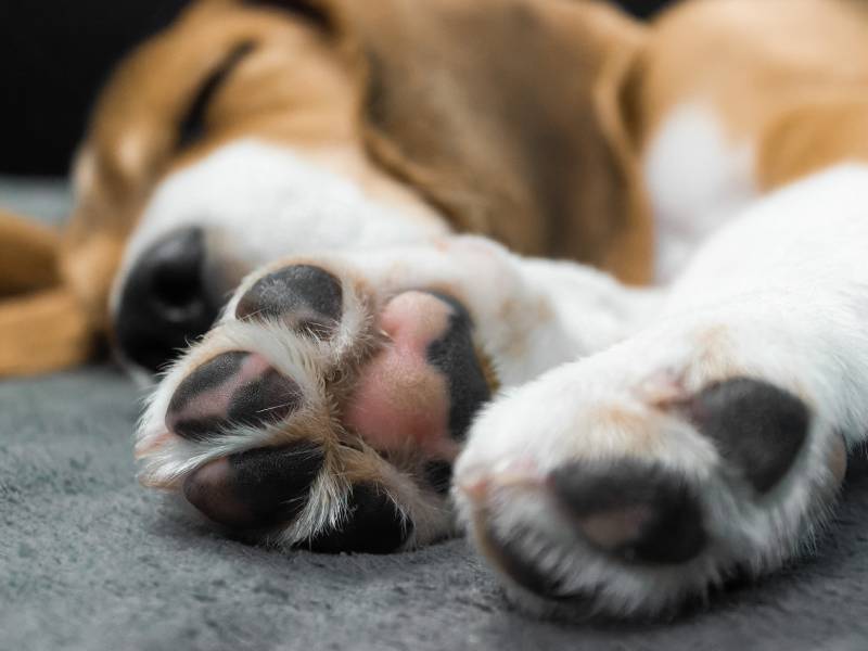Подушечки лап спящей собаки породы бигль