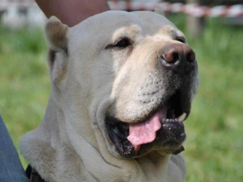 Cane Corso Frumentino allevato in Lombardia