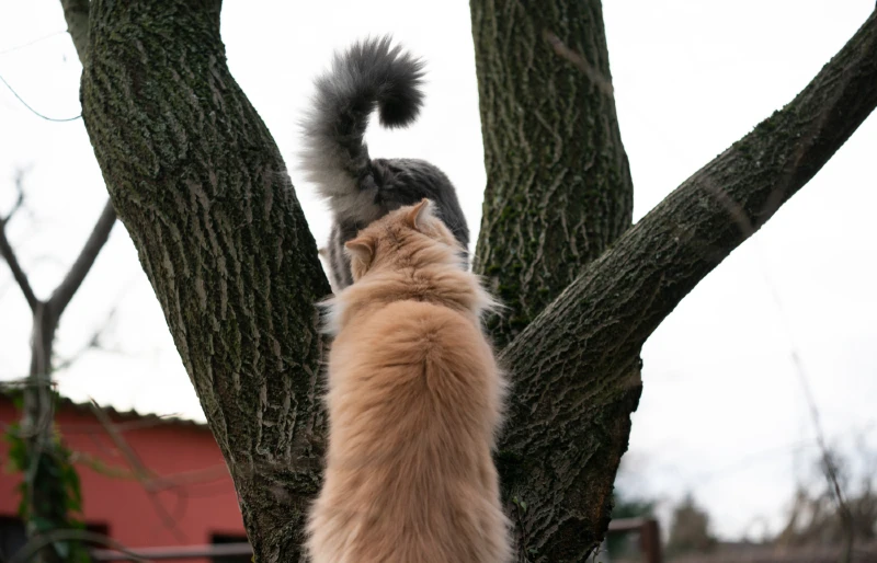 Кот чует запах другого кота на дереве