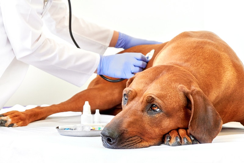 Read more about the article Анкилостомоз у собак: причины, признаки и варианты лечения (ответ ветеринара)