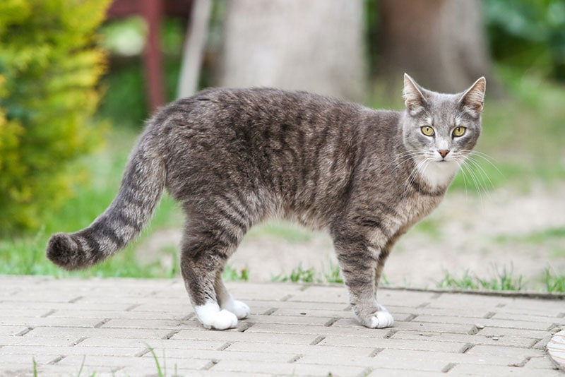 кошка табби, стоящая на тропинке