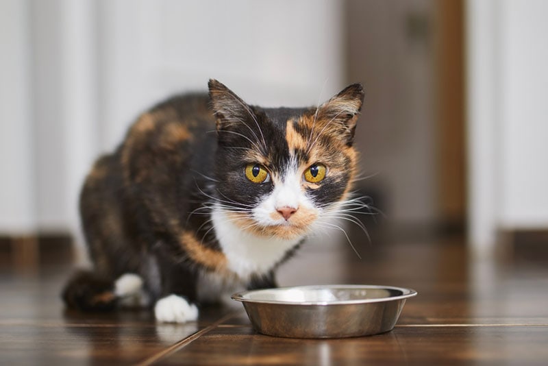 Read more about the article Могут ли кошки пить Gatorade?  Факты и часто задаваемые вопросы, проверенные ветеринаром