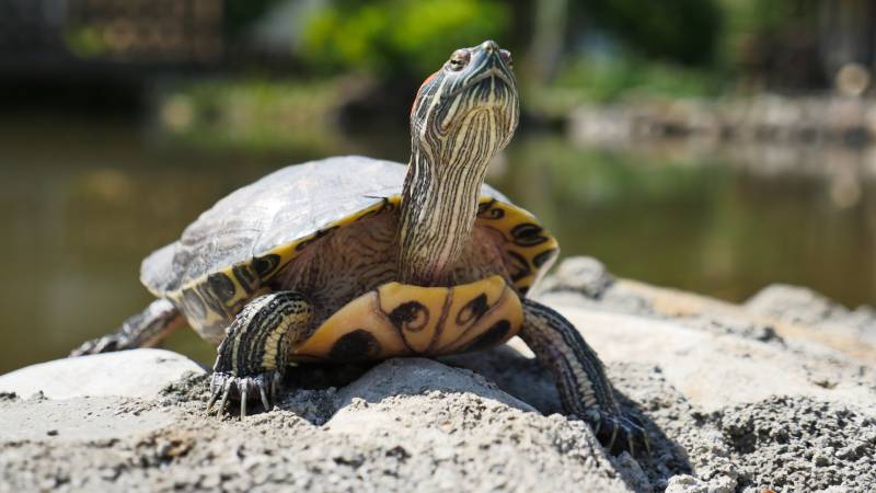 Read more about the article Могут ли черепахи прыгать? Научно обоснованные факты и часто задаваемые вопросы