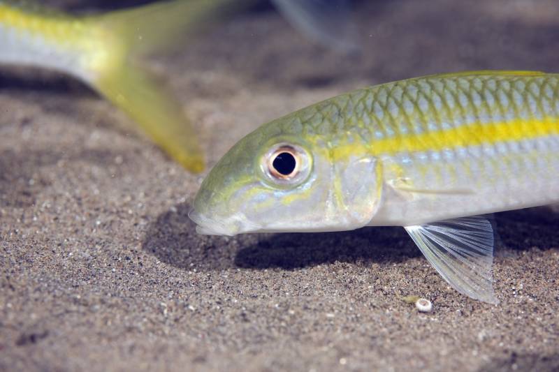 желтая рыба-козодой (mulloidichthys vanicolensis)