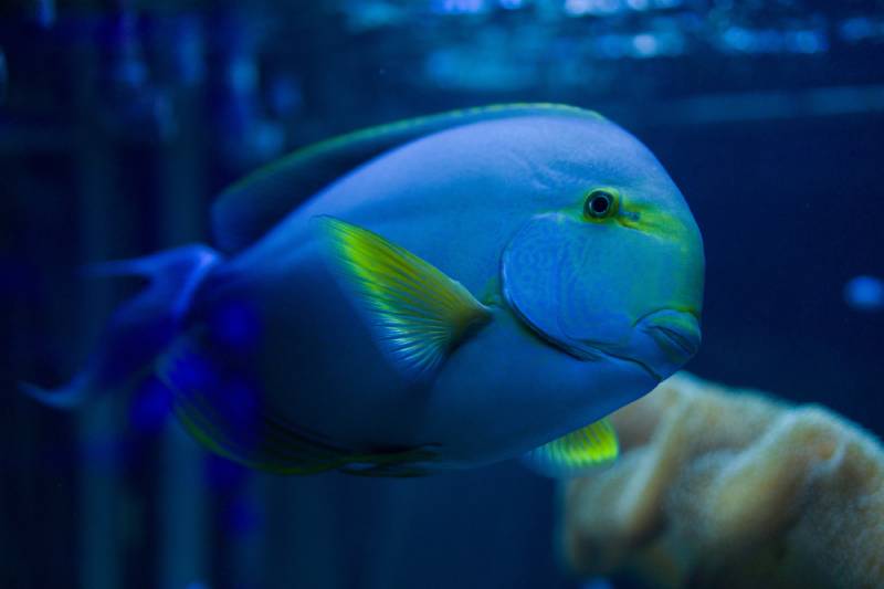 Acanthurus blochii (рыба-хирург) плавает в аквариуме