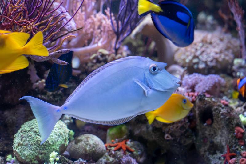 Bluespine Unicorn Tang