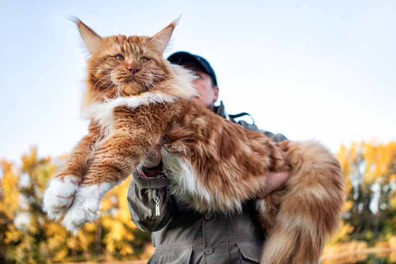 женщина держит на руках огромного кота мейн-куна в лесу