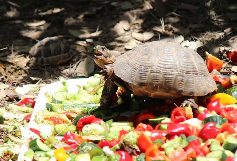 Read more about the article Какие овощи могут есть черепахи? 16 продуктов, одобренных ветеринарами