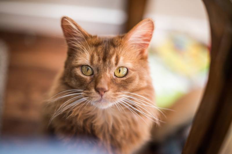 Read more about the article Остеосаркома у кошек: признаки, лечение и уход (ответ ветеринара)