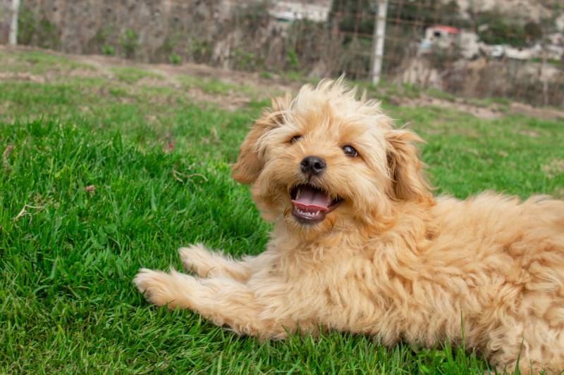 Мини-щенок Goldendoodle гуляет на свежем воздухе по зеленой лужайке