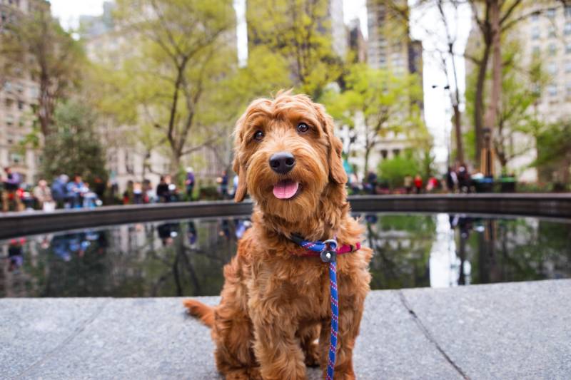 Миниатюрная собака Goldendoodle сидит возле фонтана в парке и смотрит в камеру