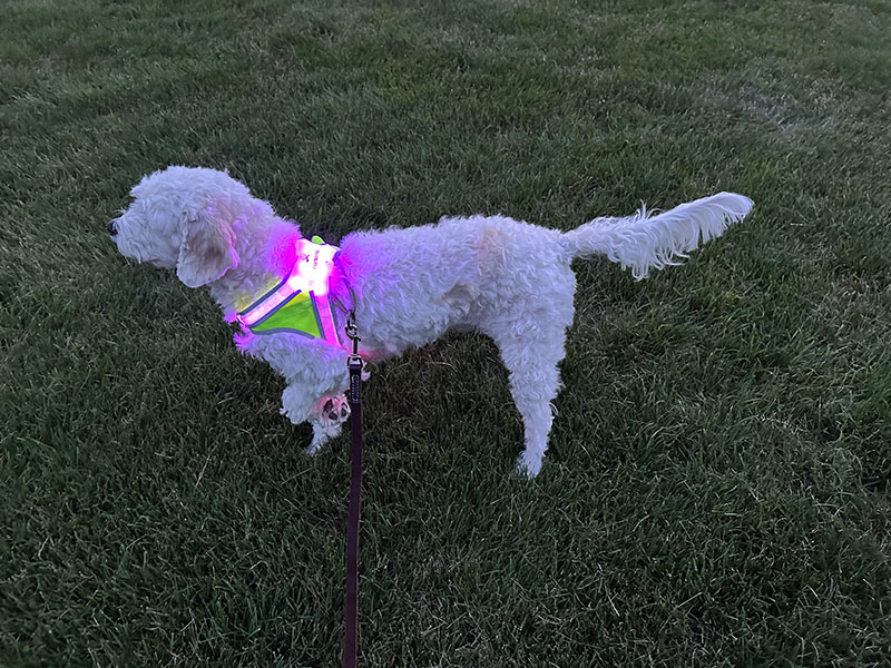 собака кавапу в шлейке noxgear lighthound