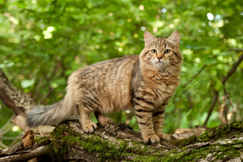 Сибирский кот в лесу