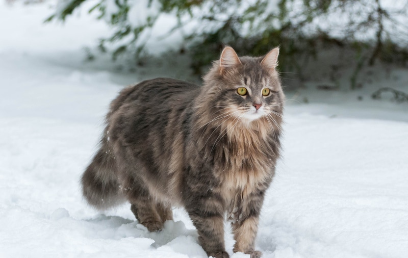 Сибирский кот в снегу