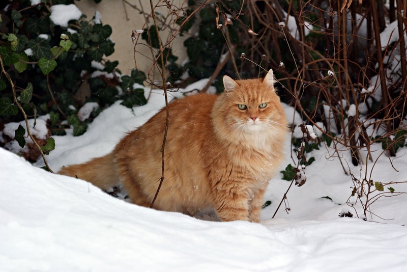 Сибирский кот в снегу