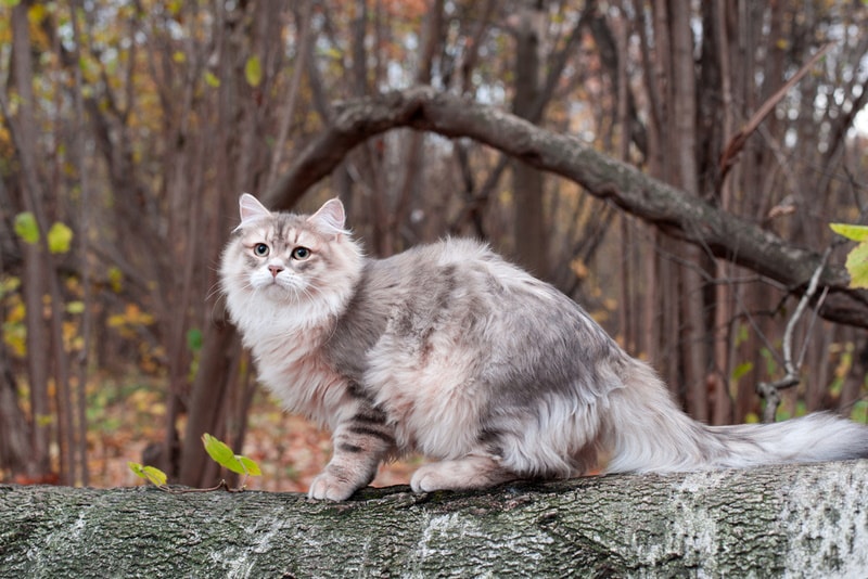 Сибирский кот в бревне