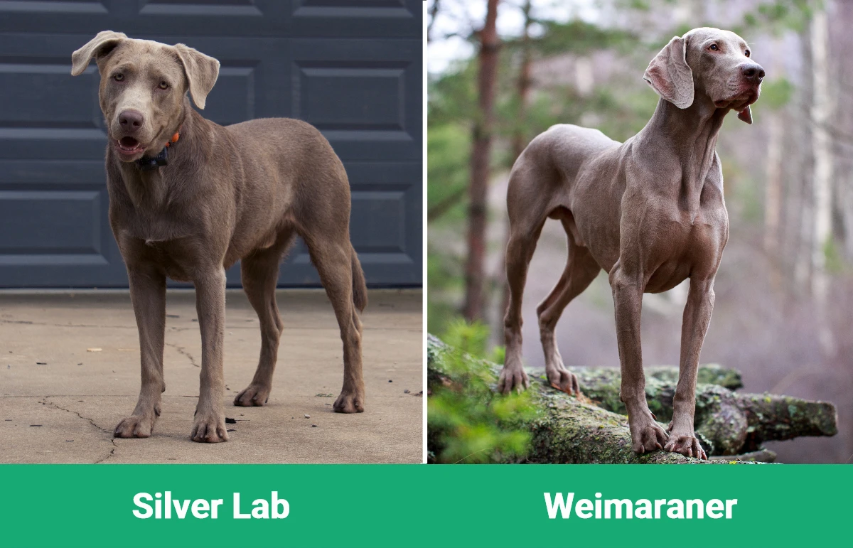 Silver Lab против веймаранера – визуальные различия