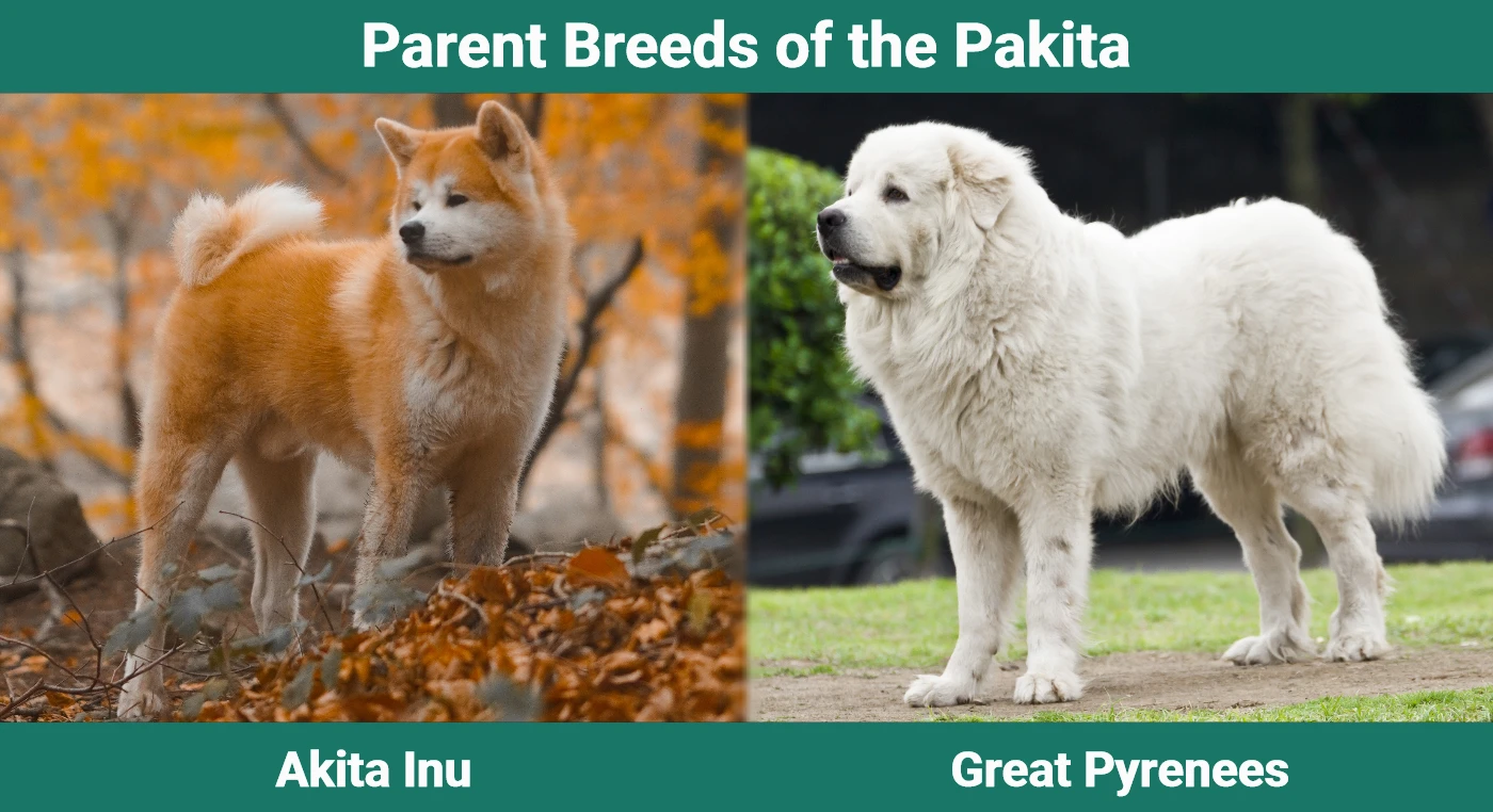 Родительские породы пакиты (Akita Great Pyrenees Mix)