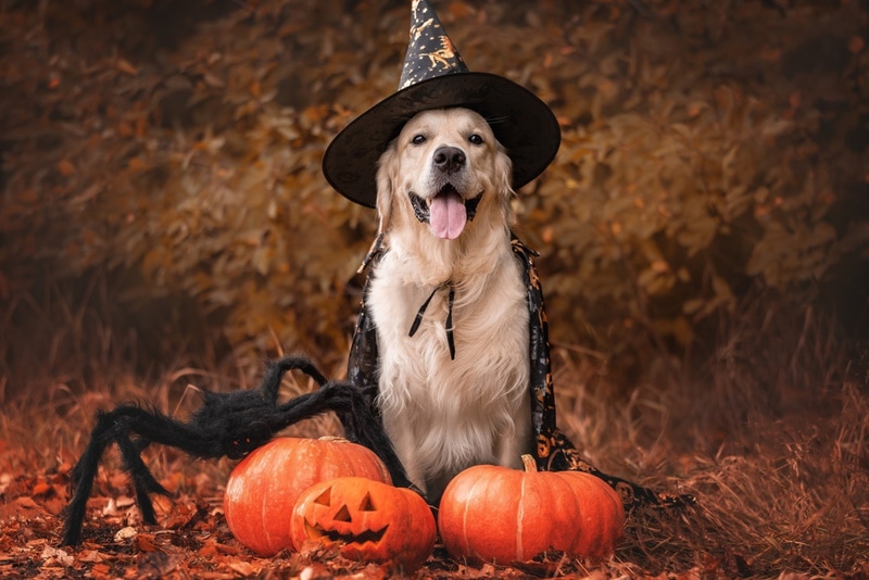 Read more about the article 280+ имен собак на Хэллоуин: варианты с привидениями для вашего жуткого щенка