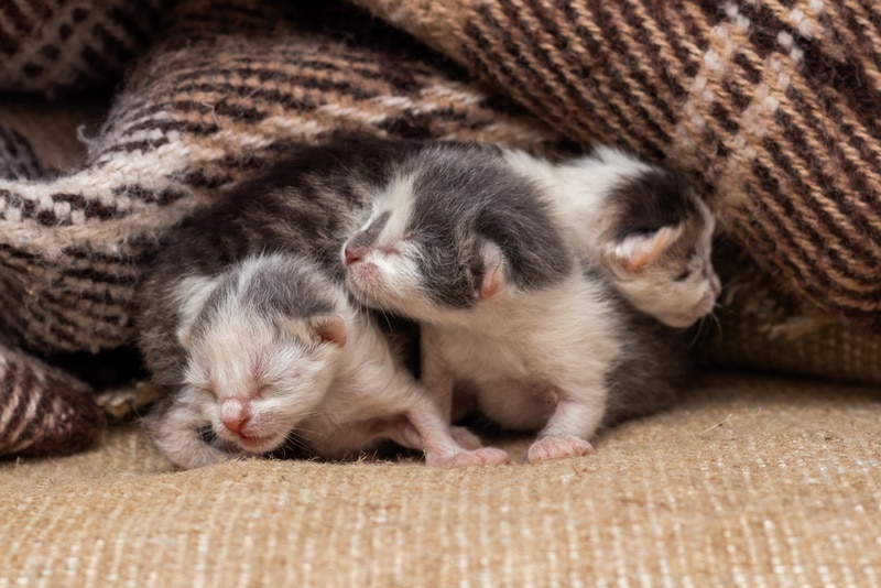 Read more about the article Когда можно трогать новорожденных котят?  Руководство по обращению и уходу