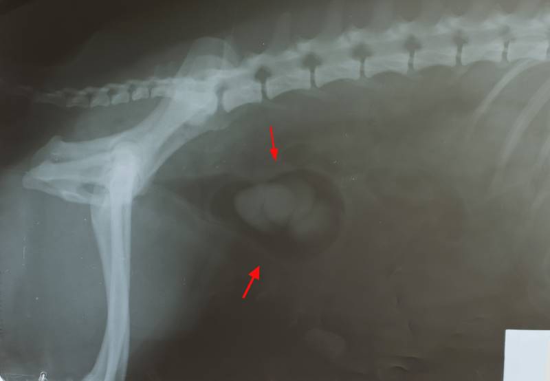 Рентгеновский камень в мочевом пузыре собаки с красной стрелкой