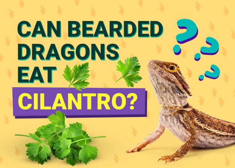 PetKeen_Can Bearded Dragons Eat_cilantro