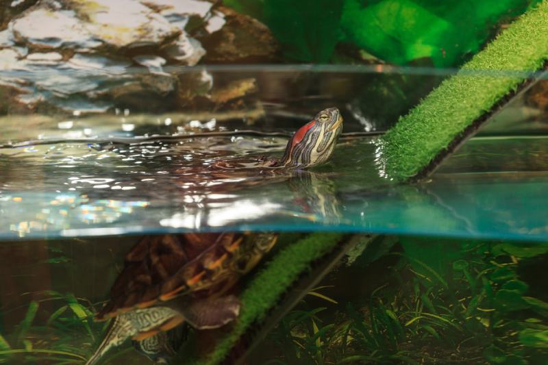 Водяная черепаха с красными ушами в резервуаре с водой