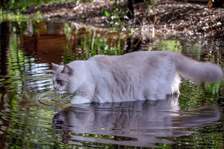 кошка рэгдолл купается в воде