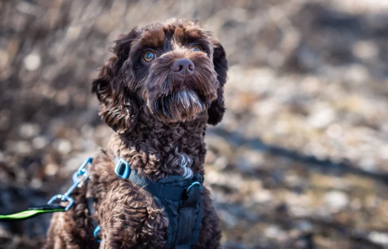 Шоколадно-коричневая собака Goldendoodle в упряжке на открытом воздухе