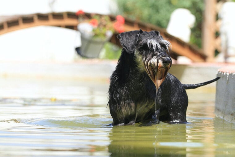 собака мокрая в воде цвергшнауцер