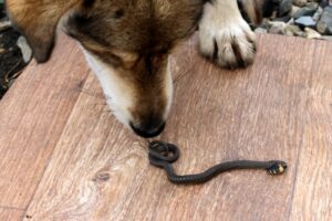 Read more about the article Может ли собака учуять змею? Факты и часто задаваемые вопросы о собаках