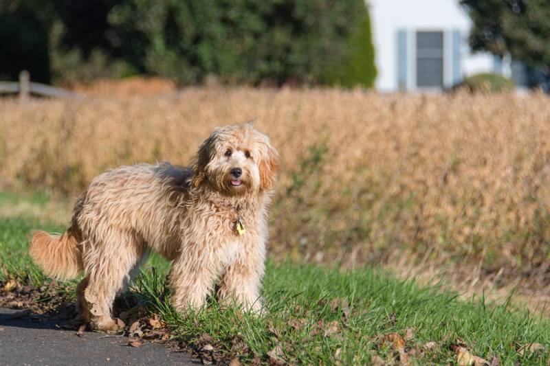 Самка мини-собаки Goldendoodle F1B на открытом воздухе