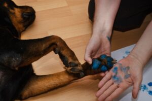 Read more about the article Как сделать отпечатки лап собаки с помощью краски: 8 советов экспертов
