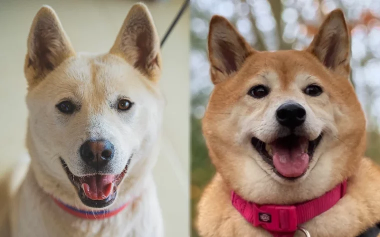 Родительские породы Jindo Akita Mix — Избранное изображение