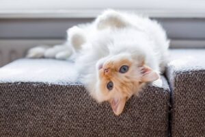 Read more about the article Могут ли уличные кошки стать домашними?  Факты и советы по переходу