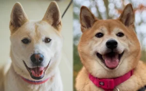 Read more about the article Jindo Akita Mix: изображения, руководство, информация и уход